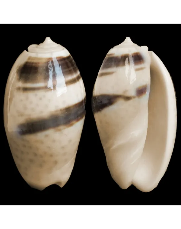 Oliva Bulbosa Bicingulata