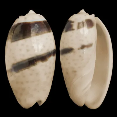 Oliva Bulbosa Bicingulata