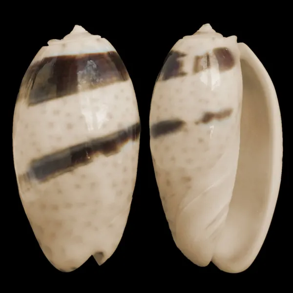 Oliva Bulbosa Bicingulata