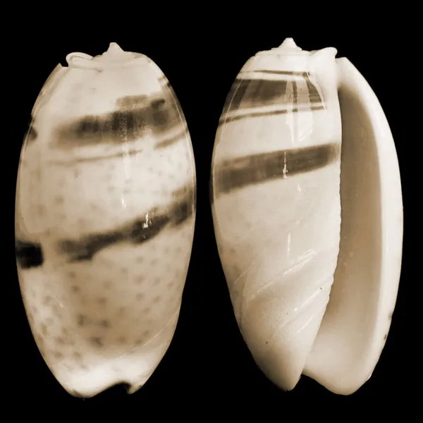 Oliva Bulbosa Bicingulata