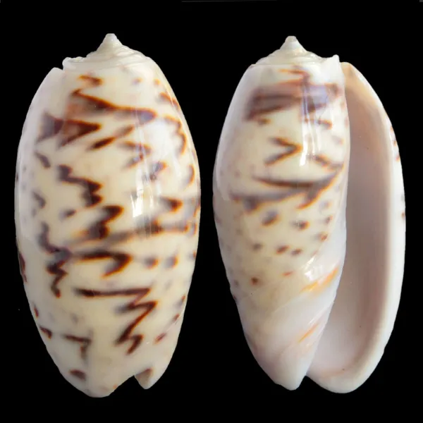 Oliva Bulbosa Bicingulata
