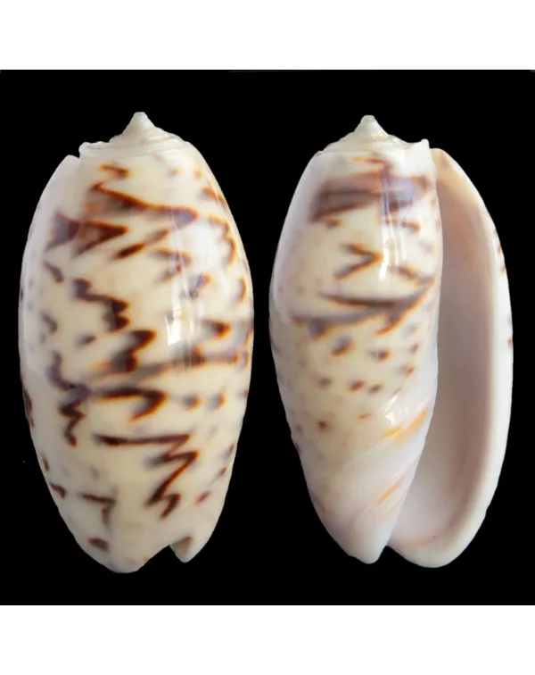 Oliva Bulbosa Bicingulata
