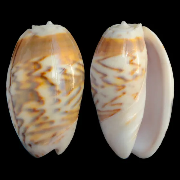 Oliva Bulbosa Fabagina