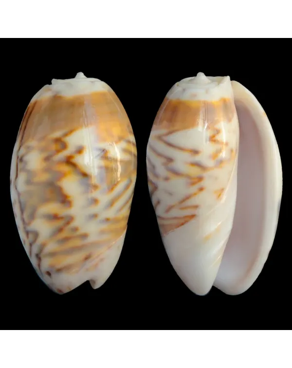 Oliva Bulbosa Fabagina
