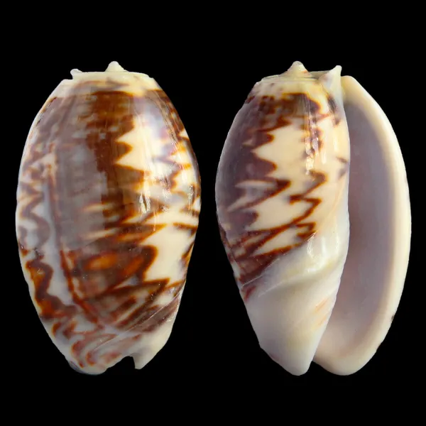 Oliva Bulbosa Fabagina