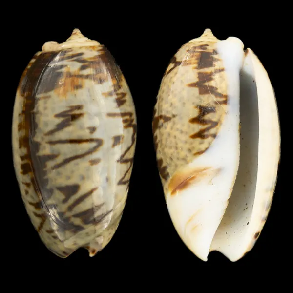 Oliva Bulbosa Lacertina