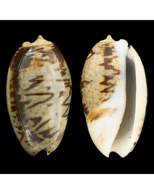 Oliva Bulbosa Lacertina