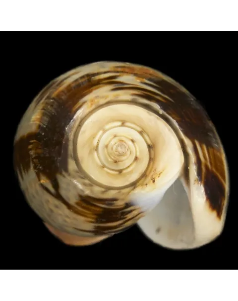 Oliva Bulbosa Lacertina