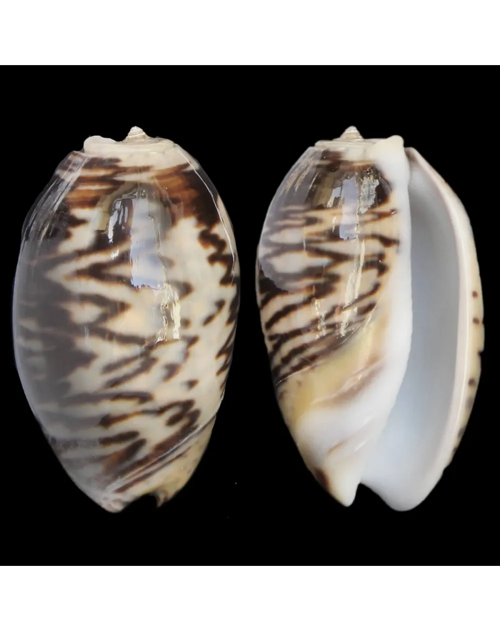 Oliva Bulbosa Lacertina