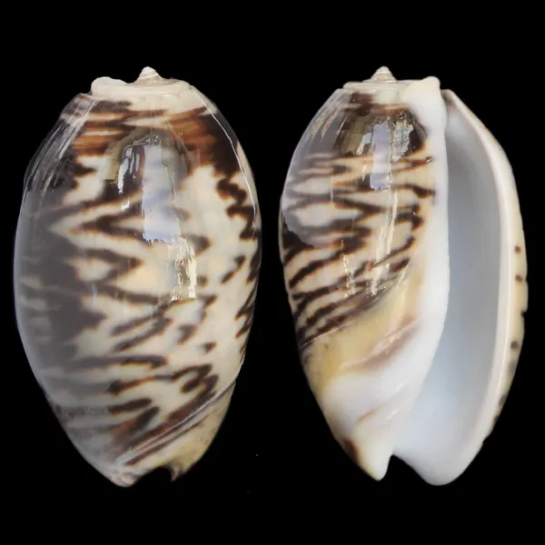 Oliva Bulbosa Lacertina