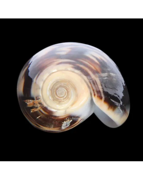 Oliva Bulbosa Lacertina