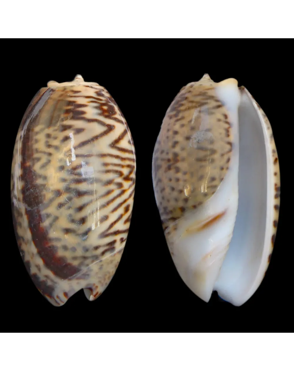 Oliva Bulbosa Lacertina