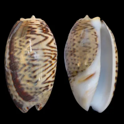 Oliva Bulbosa Lacertina