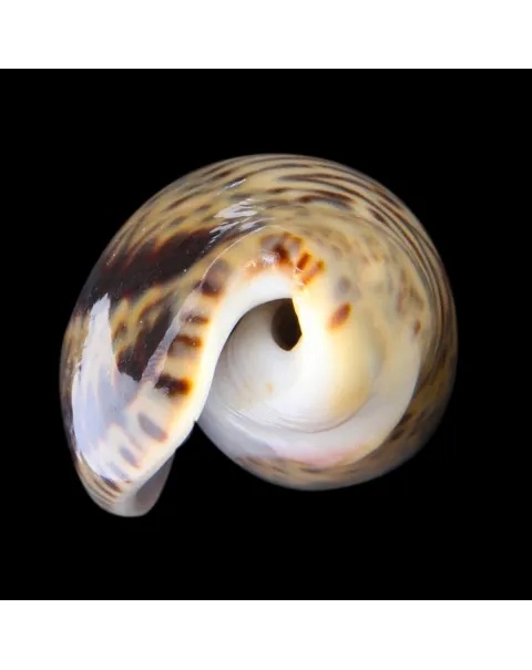 Oliva Bulbosa Lacertina