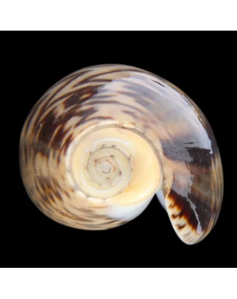Oliva Bulbosa Lacertina
