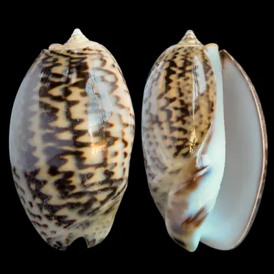 Oliva Bulbosa Lacertina