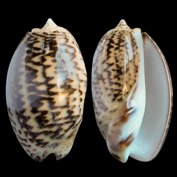 Oliva Bulbosa Lacertina