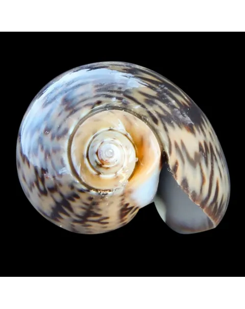 Oliva Bulbosa Lacertina