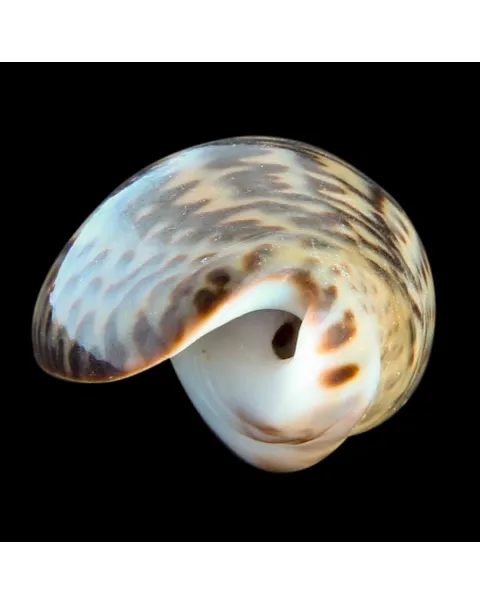 Oliva Bulbosa Lacertina
