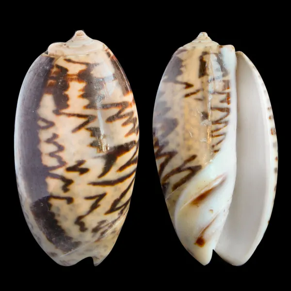 Oliva Bulbosa Lacertina