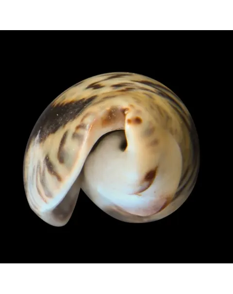 Oliva Bulbosa Lacertina