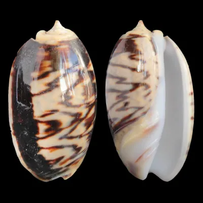 Oliva Bulbosa Lacertina
