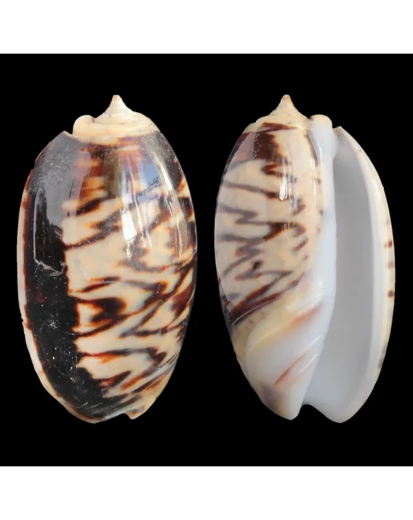 Oliva Bulbosa Lacertina