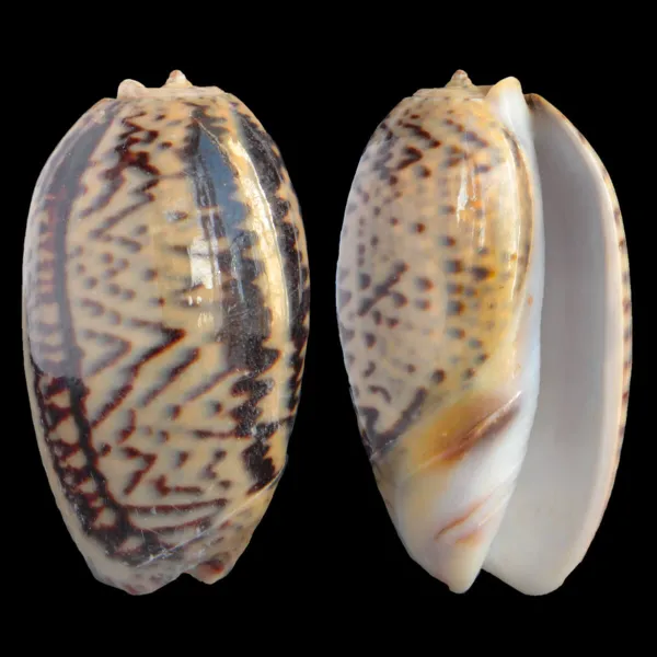 Oliva Bulbosa Lacertina