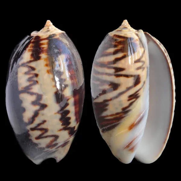 Oliva Bulbosa Lacertina