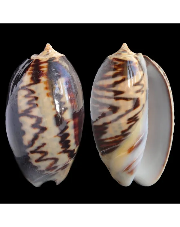 Oliva Bulbosa Lacertina