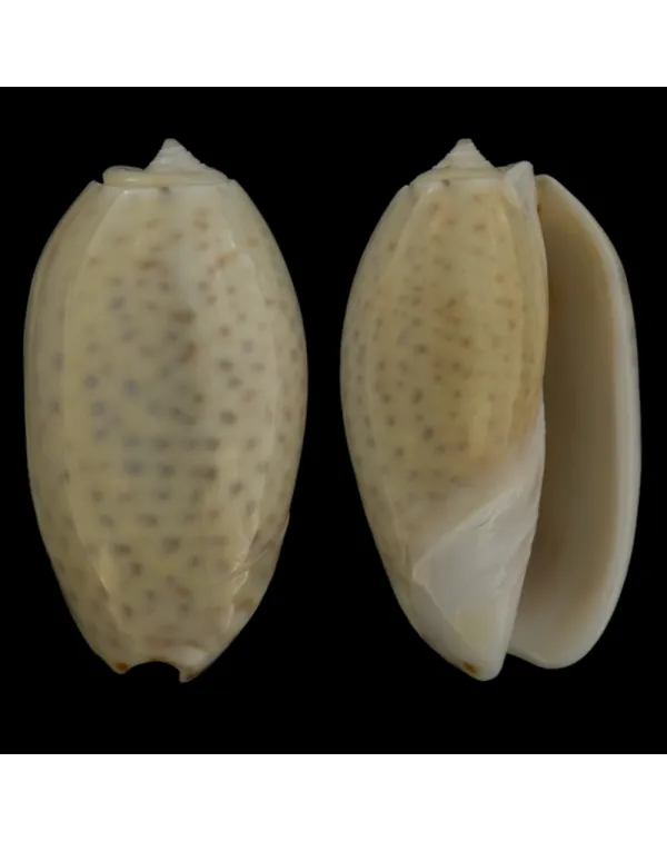 Oliva Bulbosa Tigrina