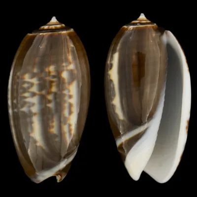 Oliva Bulbosa Tigrina Fallax