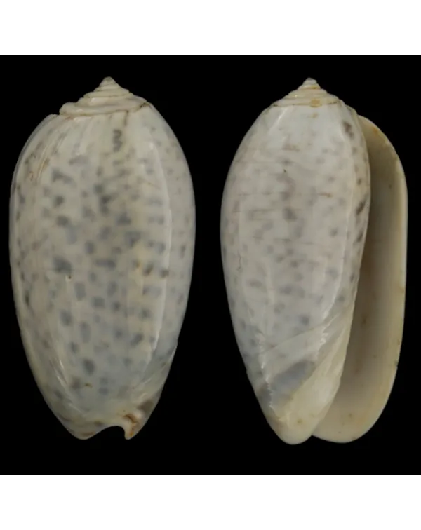 Oliva Bulbosa Tigrina