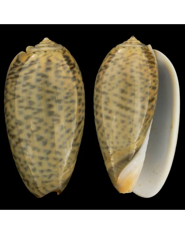 Oliva Bulbosa Tigrina