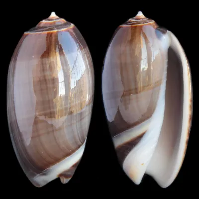 Oliva Bulbosa Tigrina Fallax