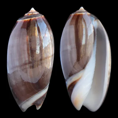 Oliva Bulbosa Tigrina Fallax