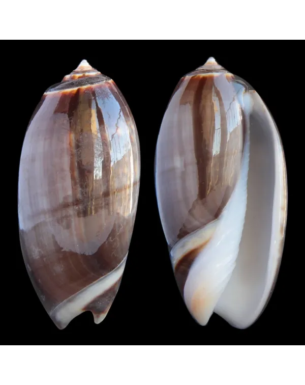 Oliva Bulbosa Tigrina Fallax