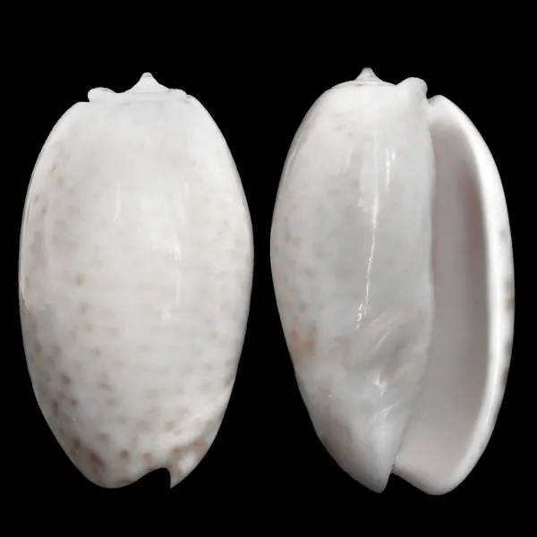 Oliva Bulbosa Tigrina