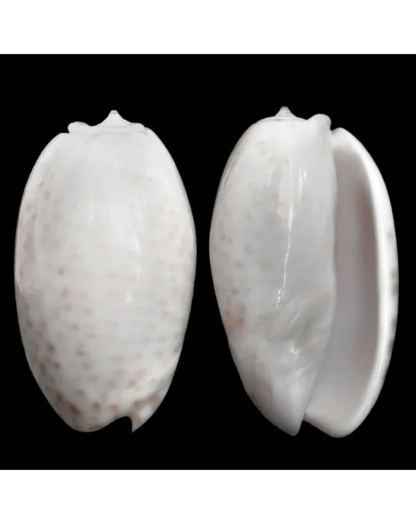 Oliva Bulbosa Tigrina