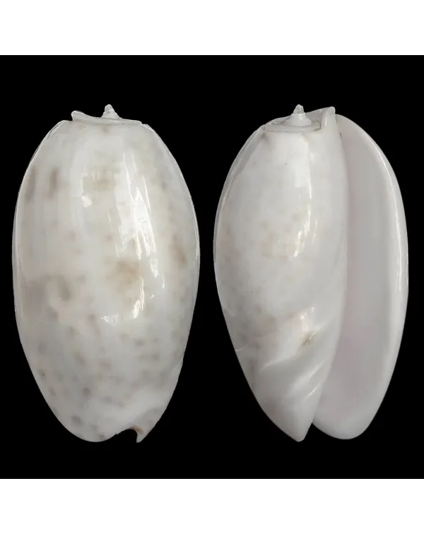 Oliva Bulbosa Tigrina