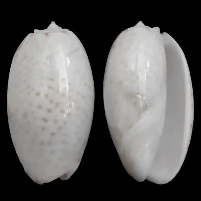 Oliva Bulbosa Tigrina