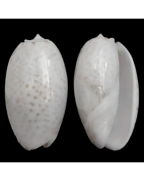 Oliva Bulbosa Tigrina