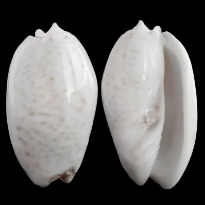 Oliva Bulbosa Tigrina