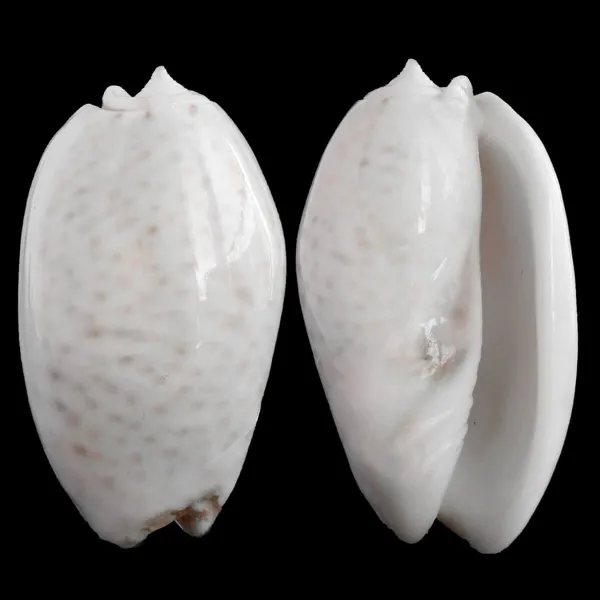 Oliva Bulbosa Tigrina