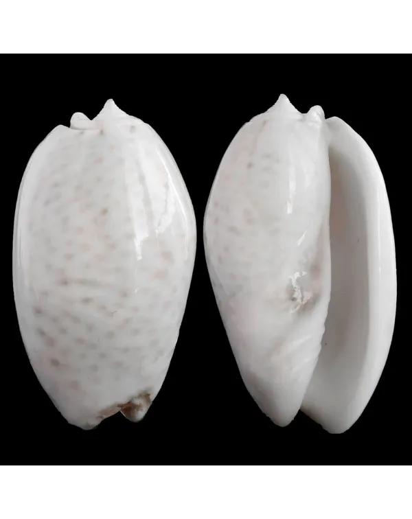 Oliva Bulbosa Tigrina