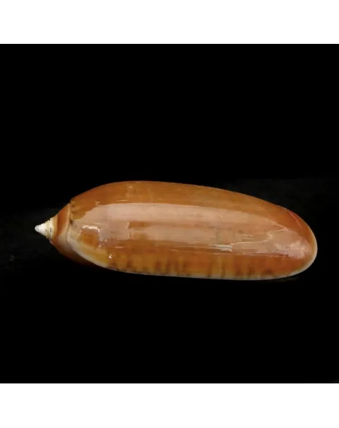 Oliva Irisans f. Cryptospira