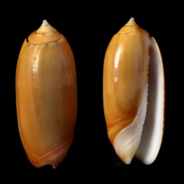 Oliva Irisans f. Cryptospira