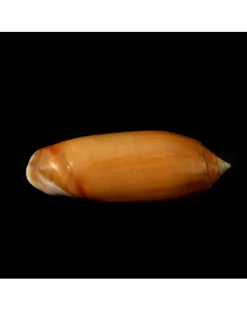Oliva Irisans f. Cryptospira