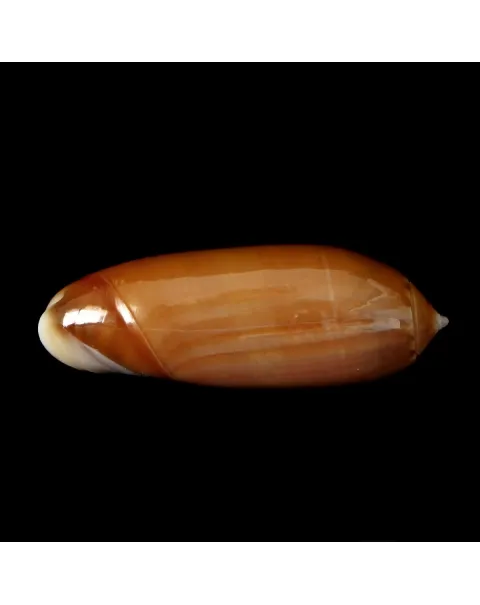 Oliva Irisans f. Cryptospira