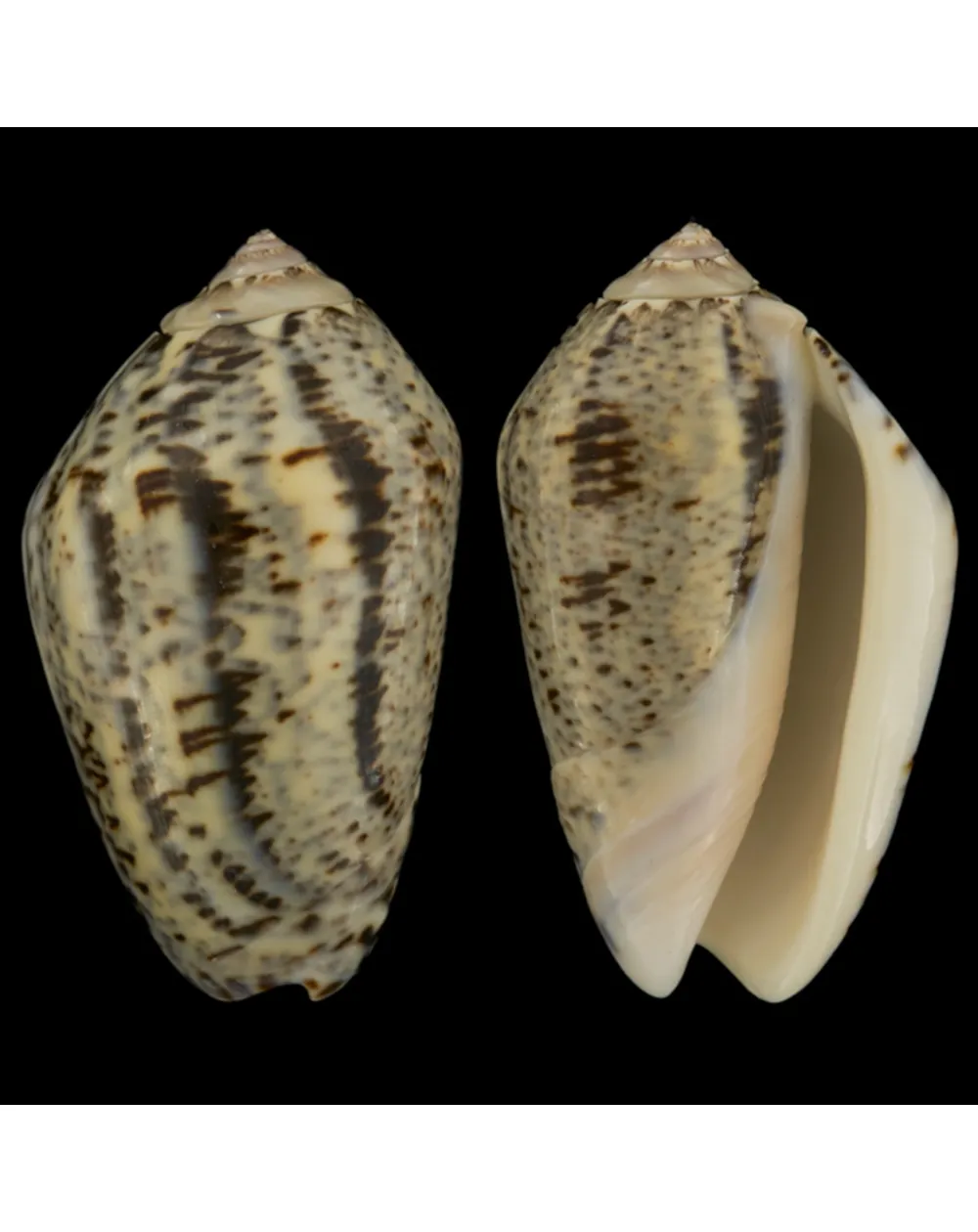 Oliva Incrassata